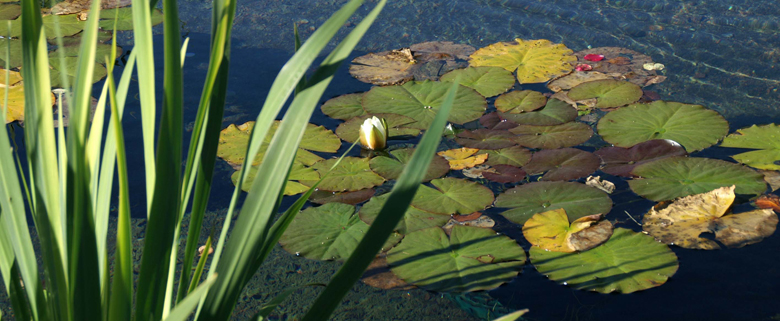 water flowers